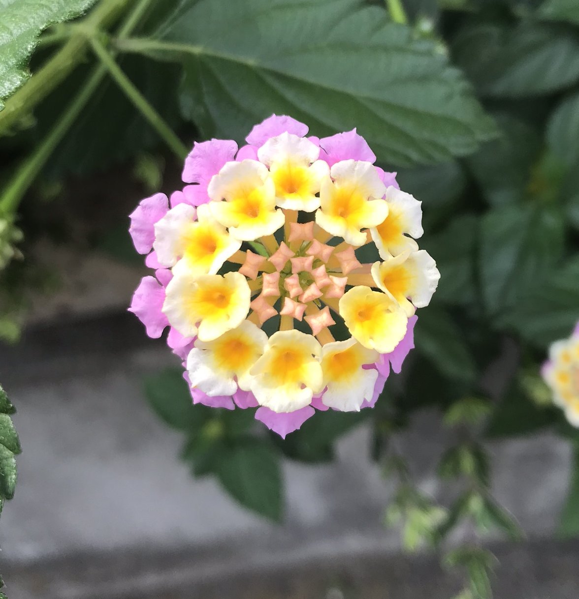 5月の花 仮 だいこおろし