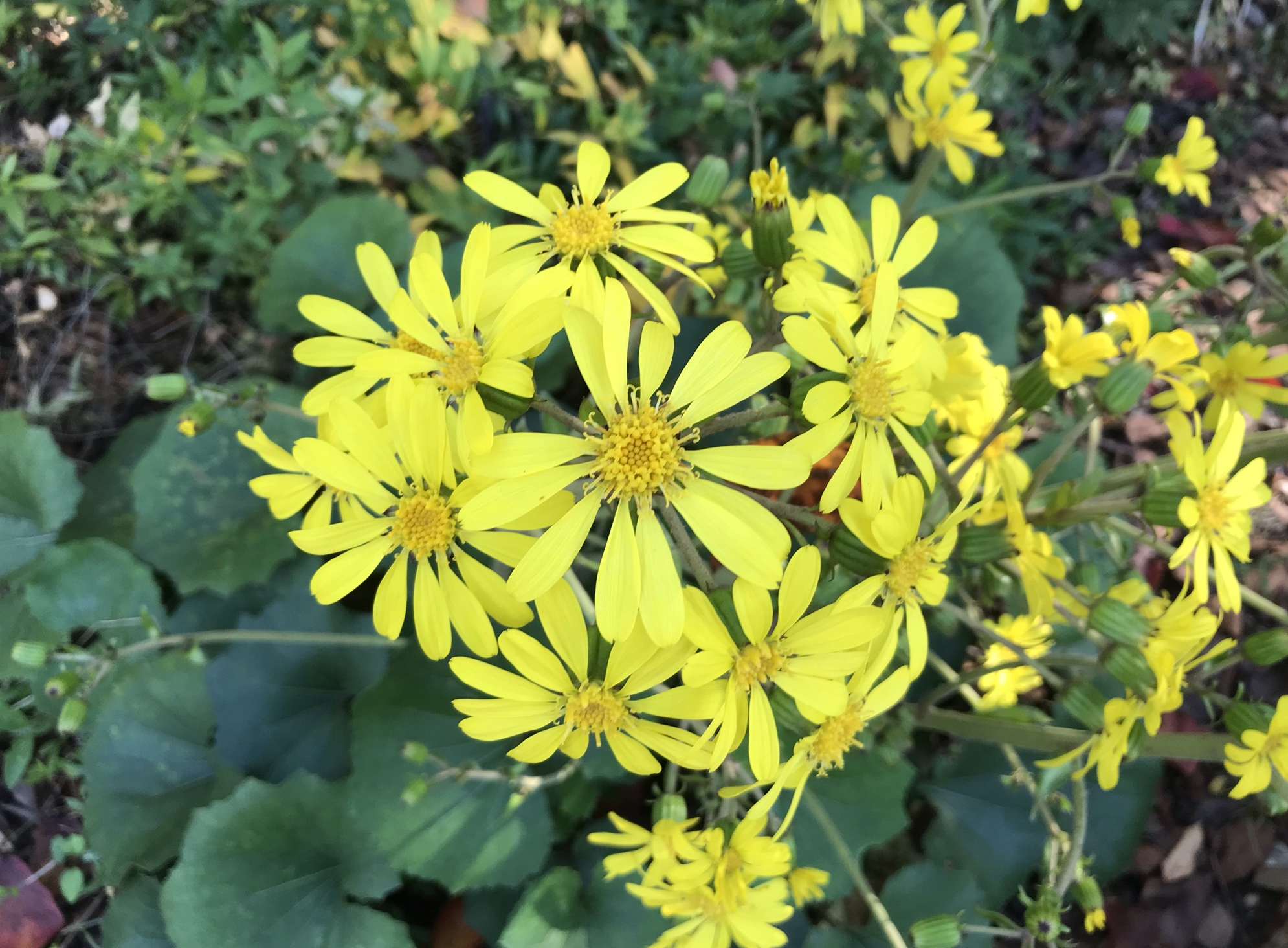 10月の花 仮 だいこおろし