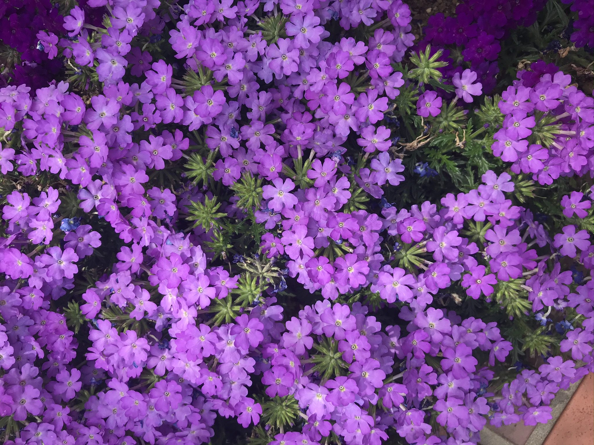 バーベナ ビジョザクラ 美女桜 仮 だいこおろし